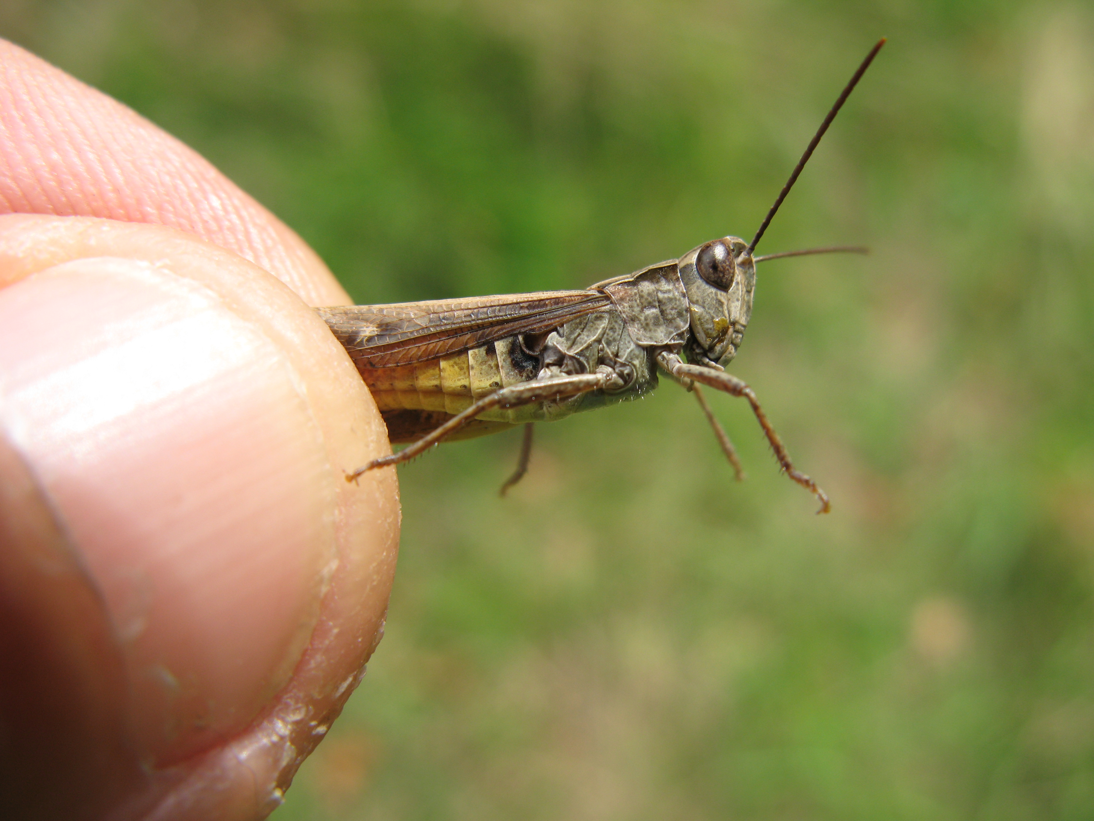 https://cdnfiles1.biolovision.net/www.faune-charente.org/userfiles/Ortopthere/IMG6383.JPG
