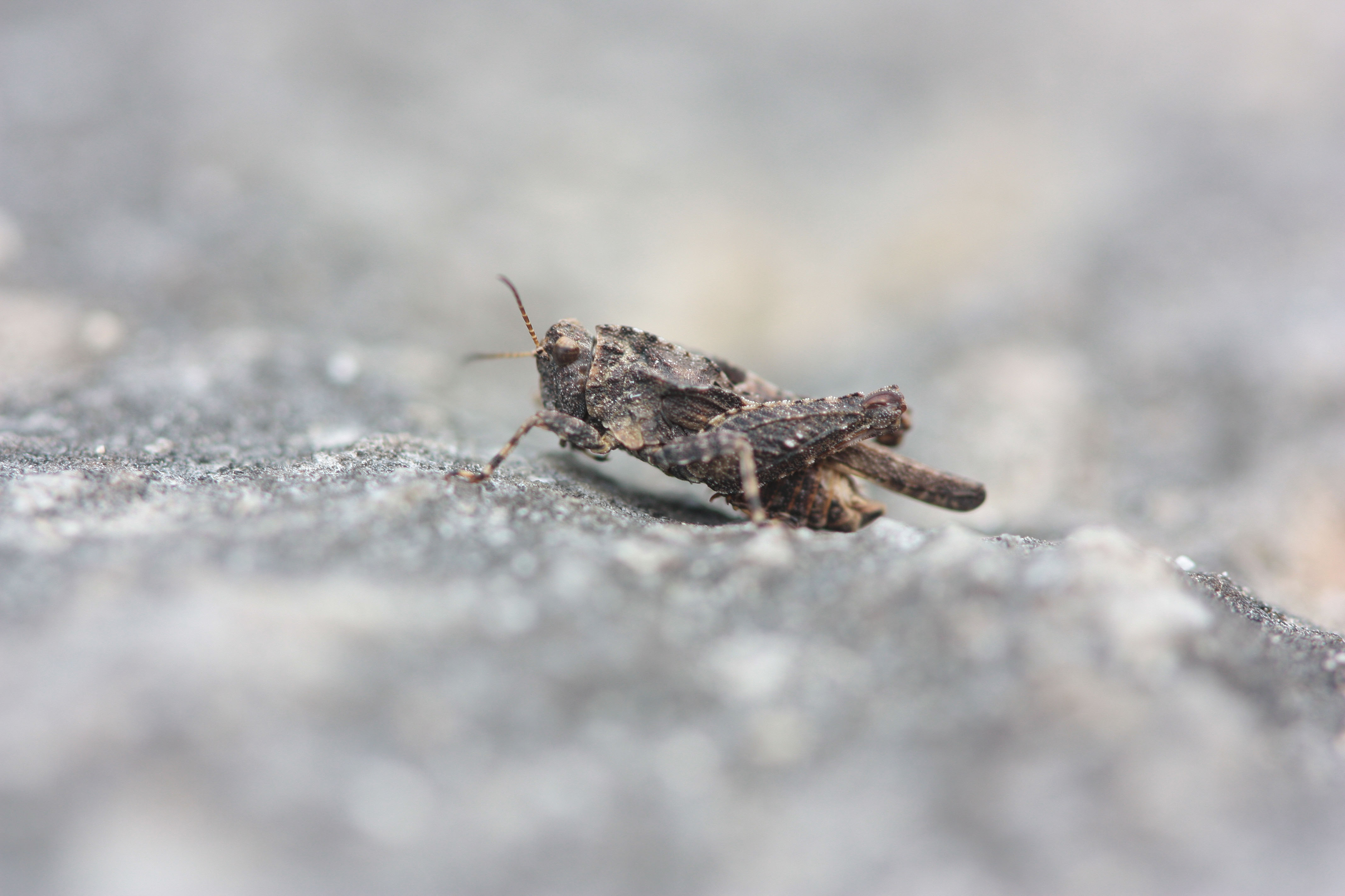 https://cdnfiles1.biolovision.net/www.faune-charente.org/userfiles/Ortopthere/TtrixdprimDavidNeau.jpg