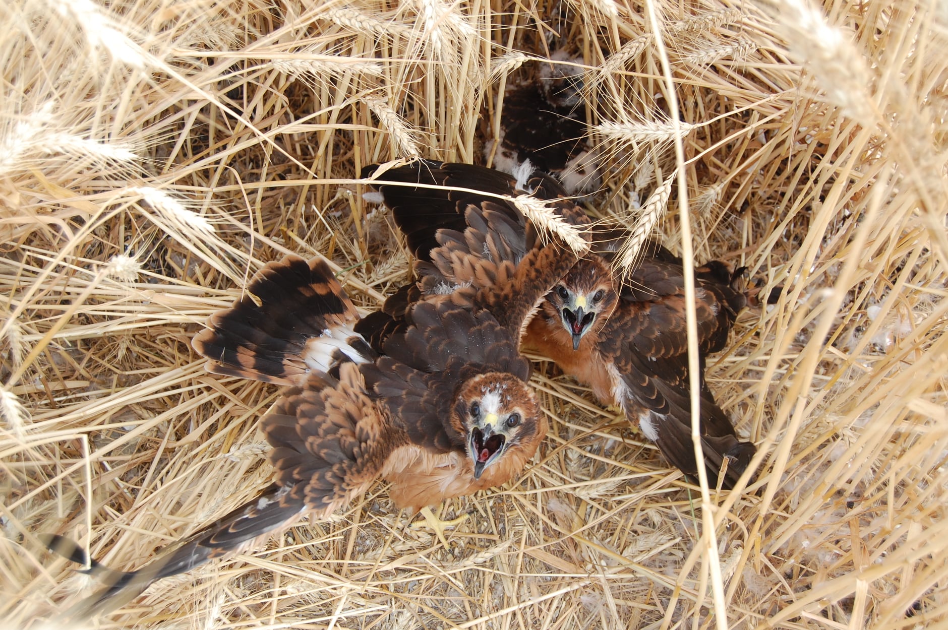 https://cdnfiles1.biolovision.net/www.faune-cher.org/userfiles/19134280439800074654166667987264710110864670n.jpg