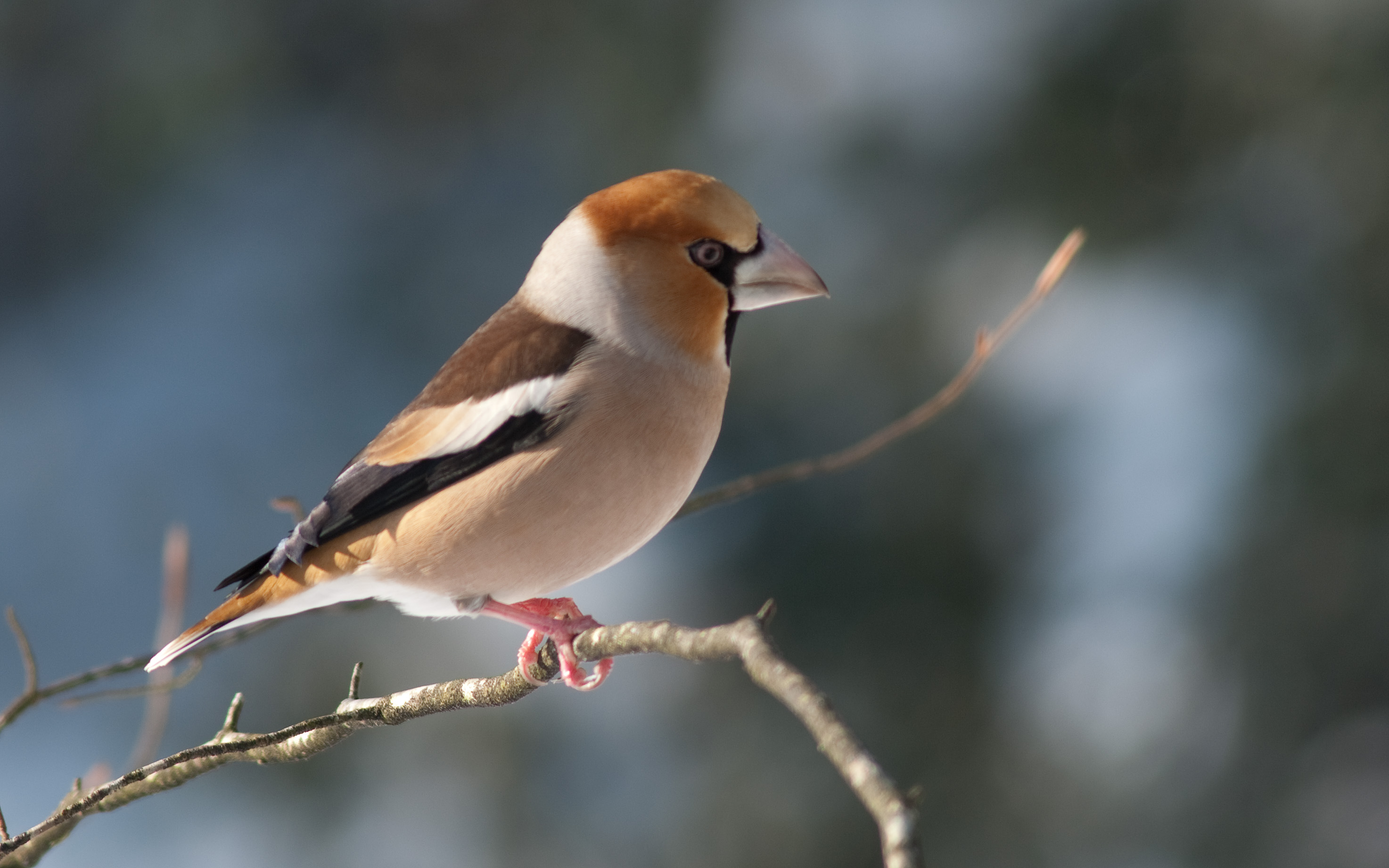 https://cdnfiles1.biolovision.net/www.faune-cher.org/userfiles/Grosbeccasse-noyaux2T.Veau.jpg