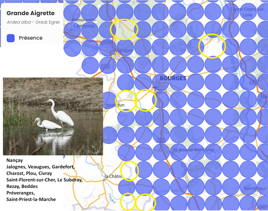 https://cdnfiles1.biolovision.net/www.faune-cher.org/userfiles/grandeaigrette.jpg