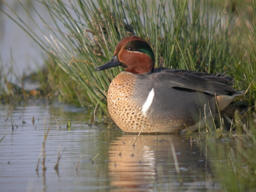 https://cdnfiles1.biolovision.net/www.faune-france.org/userfiles/Anacar20080326PJ002.JPG