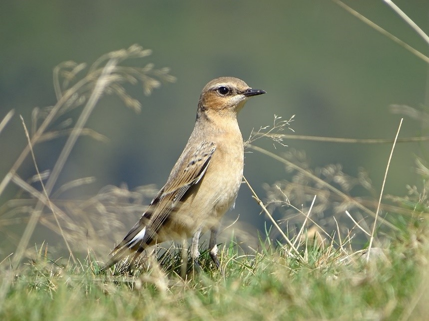 Atlas Des Oiseaux Migrateurs Wwwfaune Franceorg