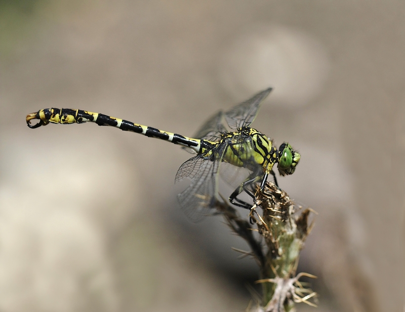 https://cdnfiles1.biolovision.net/www.faune-france.org/userfiles/Faune18/050611191ms2.jpg