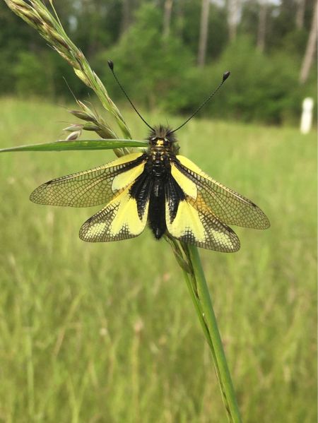 https://cdnfiles1.biolovision.net/www.faune-france.org/userfiles/Faune18/C25BAABF-51CC-47-21232737-2313.jpg