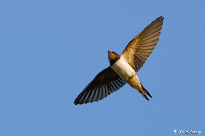 https://cdnfiles1.biolovision.net/www.faune-france.org/userfiles/FauneAuRA/ENQUETES/2255-20120407-3334.jpg
