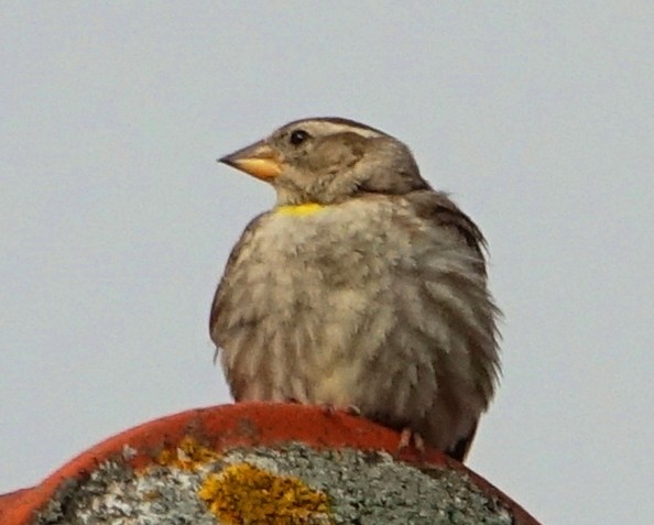 https://cdnfiles1.biolovision.net/www.faune-france.org/userfiles/FauneAuRA/ENQUETES/PETPET202306113.JPG