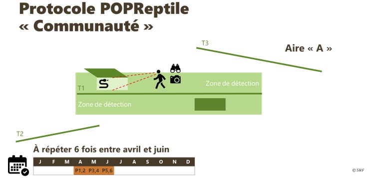 https://cdnfiles1.biolovision.net/www.faune-france.org/userfiles/FauneBFC/AmphibiensReptiles/schemaPOPreptile.jpg