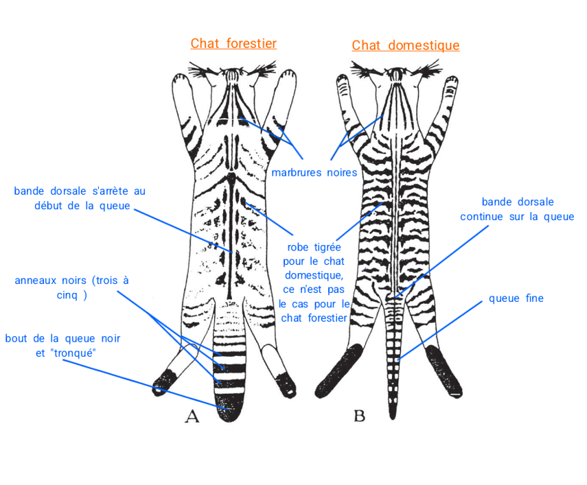 https://cdnfiles1.biolovision.net/www.faune-france.org/userfiles/FauneBFC/Mammifres/Aidedtermination/Chatforestierchatdomestiqueaveclegende.png
