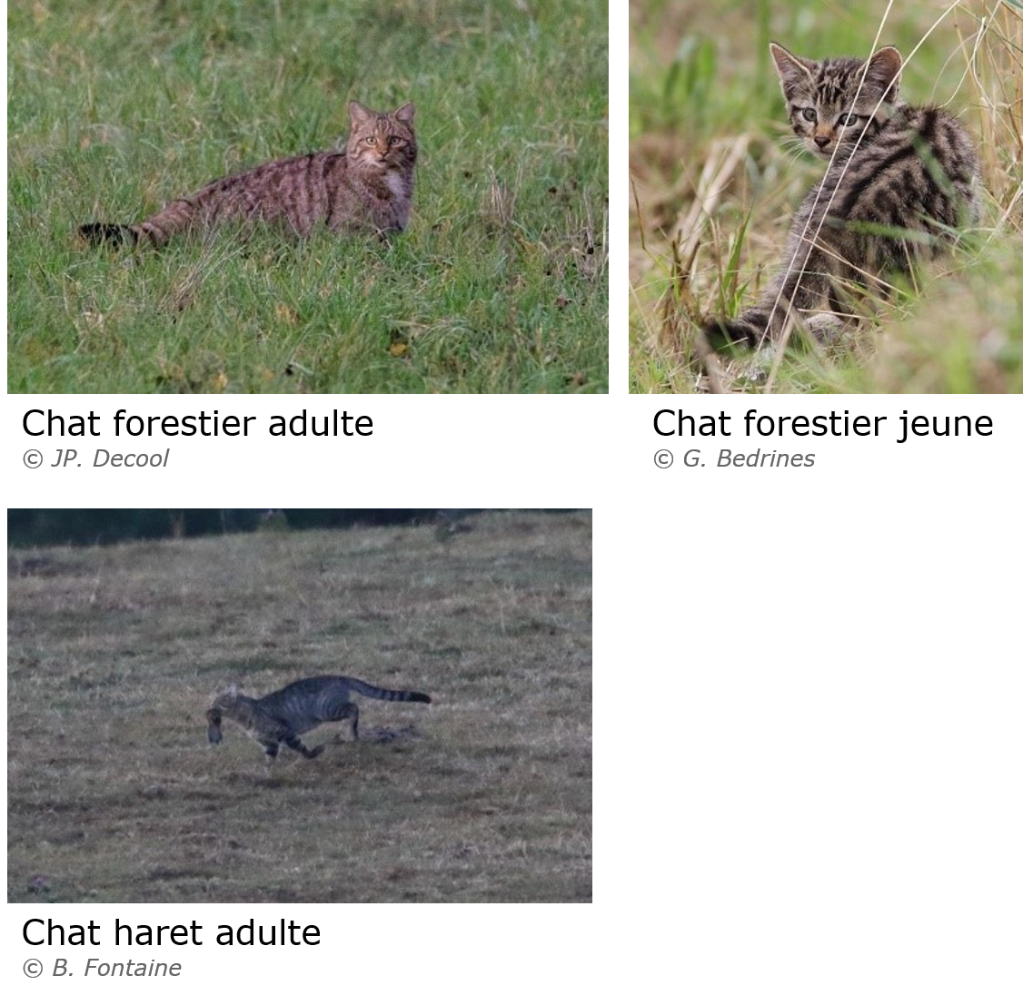 https://cdnfiles1.biolovision.net/www.faune-france.org/userfiles/FauneBFC/Mammifres/Aidedtermination/Chatforestierharet.png