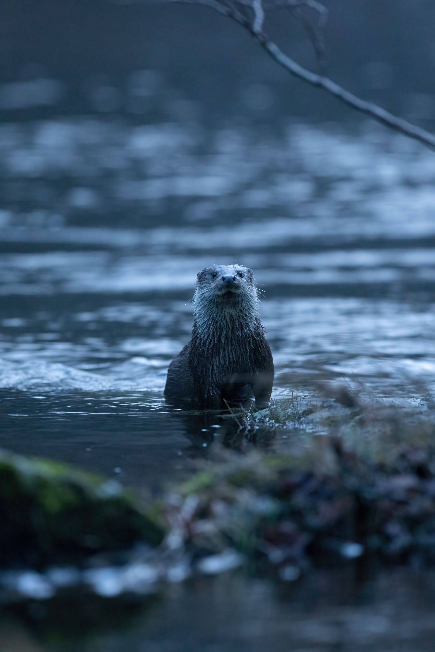 https://cdnfiles1.biolovision.net/www.faune-france.org/userfiles/FauneBFC/Mammifres/Loutre/Loutre.jpg