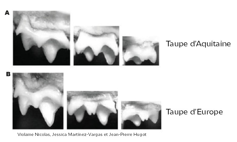 https://cdnfiles1.biolovision.net/www.faune-france.org/userfiles/FauneBFC/Mammifres/Taupedents.jpg