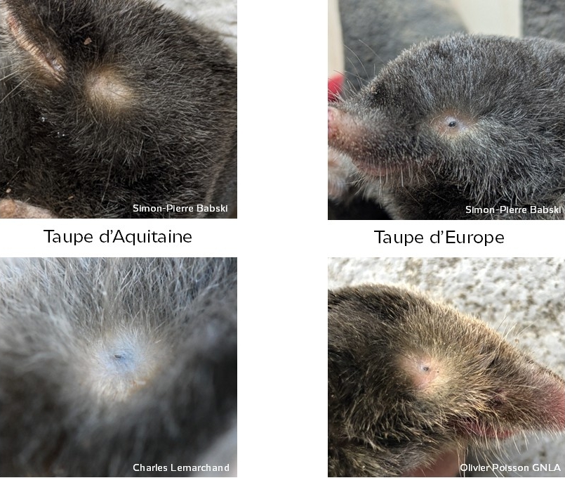 https://cdnfiles1.biolovision.net/www.faune-france.org/userfiles/FauneBFC/Mammifres/Taupesoeil.jpg