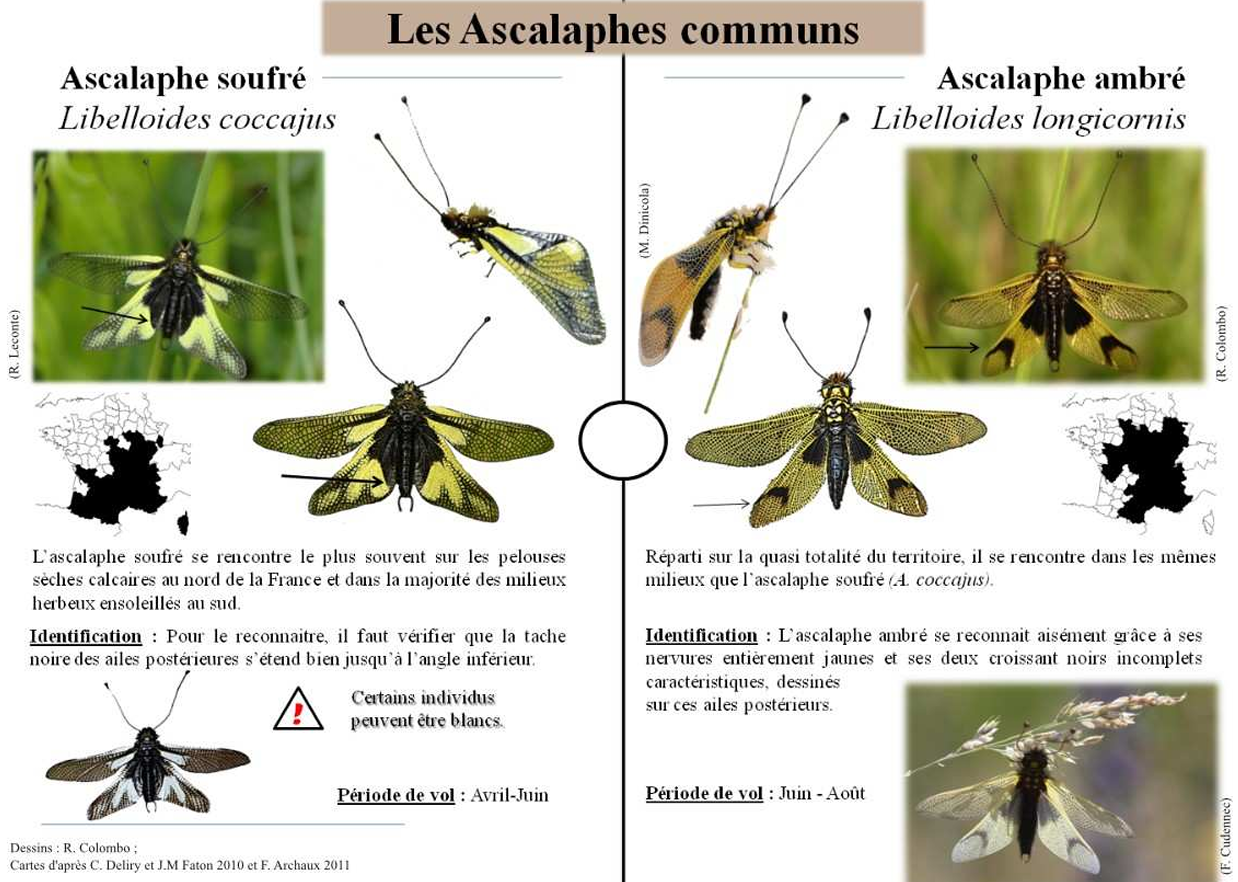 https://cdnfiles1.biolovision.net/www.faune-france.org/userfiles/FauneBFC/Nevropteres/Ascalapheambre-soufre.png