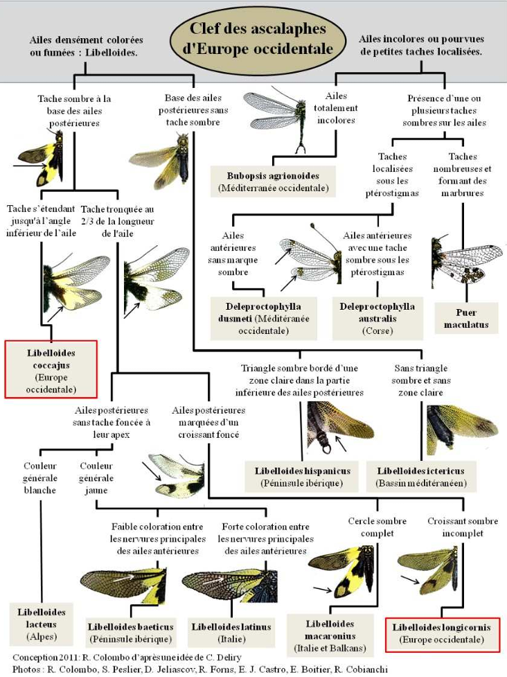 https://cdnfiles1.biolovision.net/www.faune-france.org/userfiles/FauneBFC/Nevropteres/ClefdesascalaphesdEuropeoccidentale.png