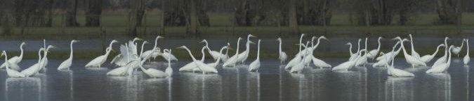 https://cdnfiles1.biolovision.net/www.faune-france.org/userfiles/FauneBFC/Oiseaux/Enqutesetsuivis/GrandesAigrettesHivernantes/GroupedegrandesaigrettesAlainPetitjean.JPG