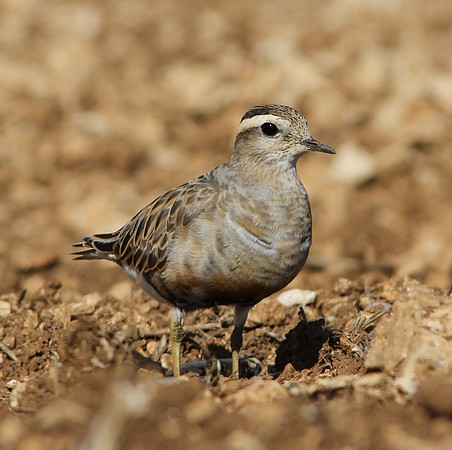 https://cdnfiles1.biolovision.net/www.faune-france.org/userfiles/FauneBFC/Oiseaux/GuignardEurasieG.Bedrines.jpg