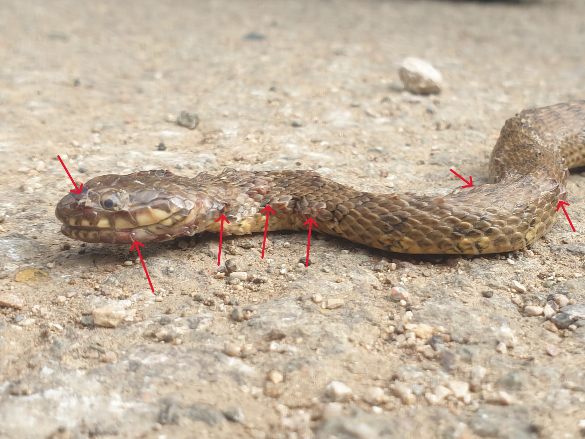 https://cdnfiles1.biolovision.net/www.faune-france.org/userfiles/FauneBFC/Reptiles/Maladies/Ophidiomycose/20240513094902.jpg