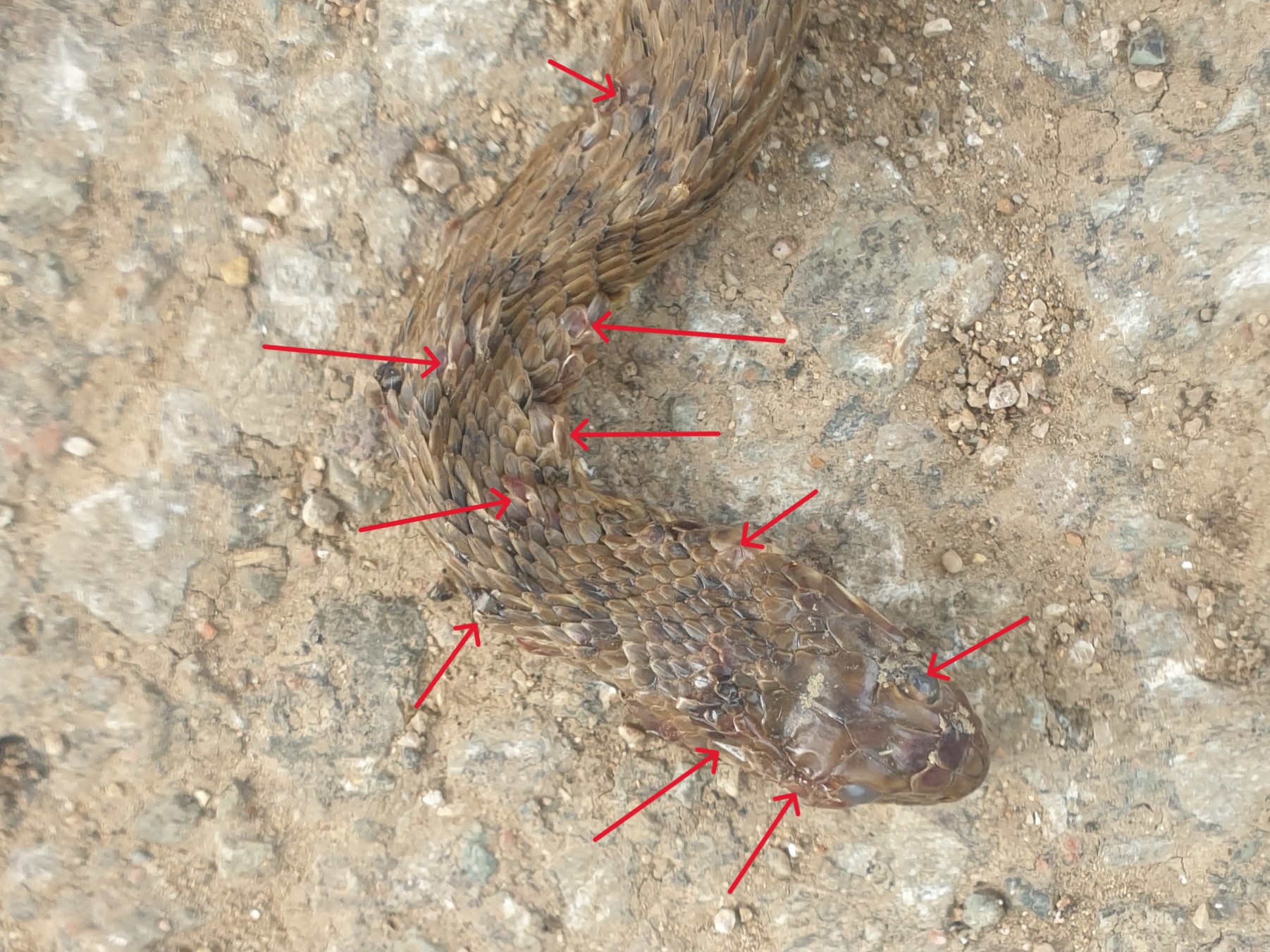 https://cdnfiles1.biolovision.net/www.faune-france.org/userfiles/FauneBFC/Reptiles/Maladies/Ophidiomycose/20240513094914.jpg