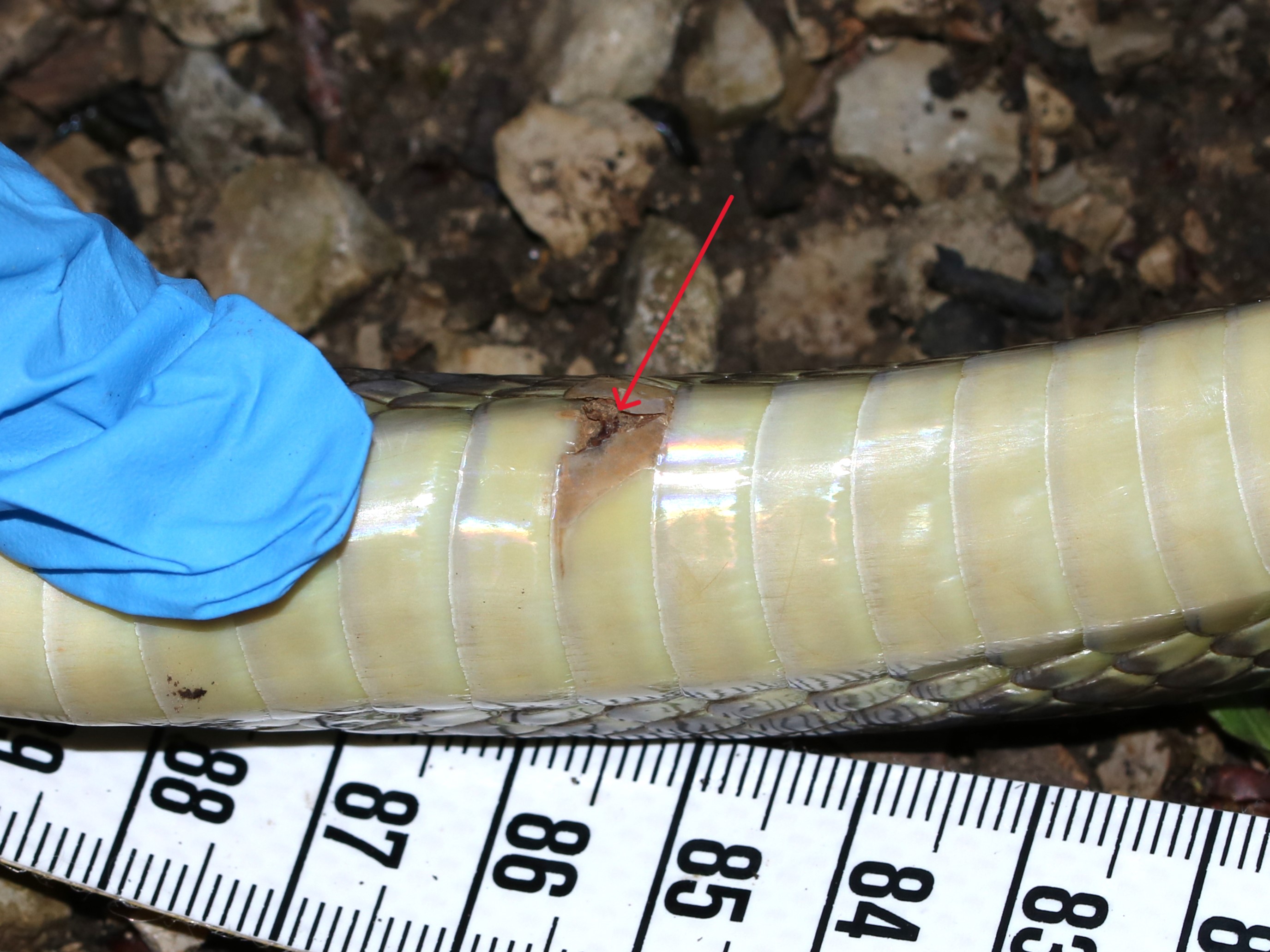 https://cdnfiles1.biolovision.net/www.faune-france.org/userfiles/FauneBFC/Reptiles/Maladies/Ophidiomycose/ZL017Doulaize1.JPG