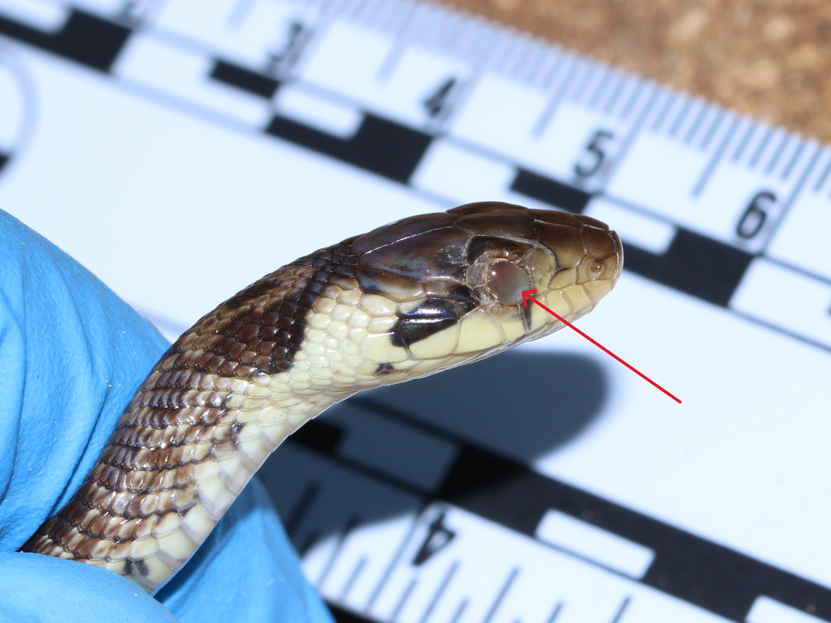 https://cdnfiles1.biolovision.net/www.faune-france.org/userfiles/FauneBFC/Reptiles/Maladies/Ophidiomycose/ZL345Doulaize1.JPG