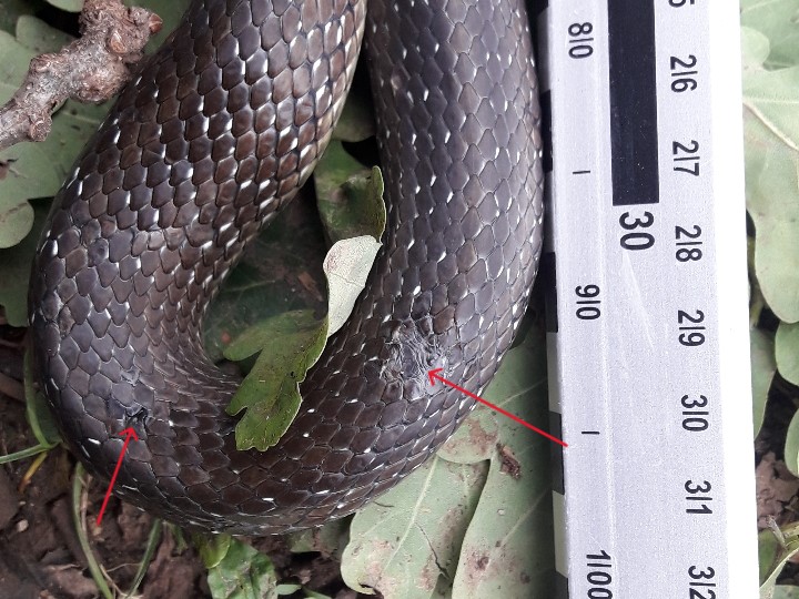 https://cdnfiles1.biolovision.net/www.faune-france.org/userfiles/FauneBFC/Reptiles/Maladies/Ophidiomycose/ZL374Doulaize5.jpg