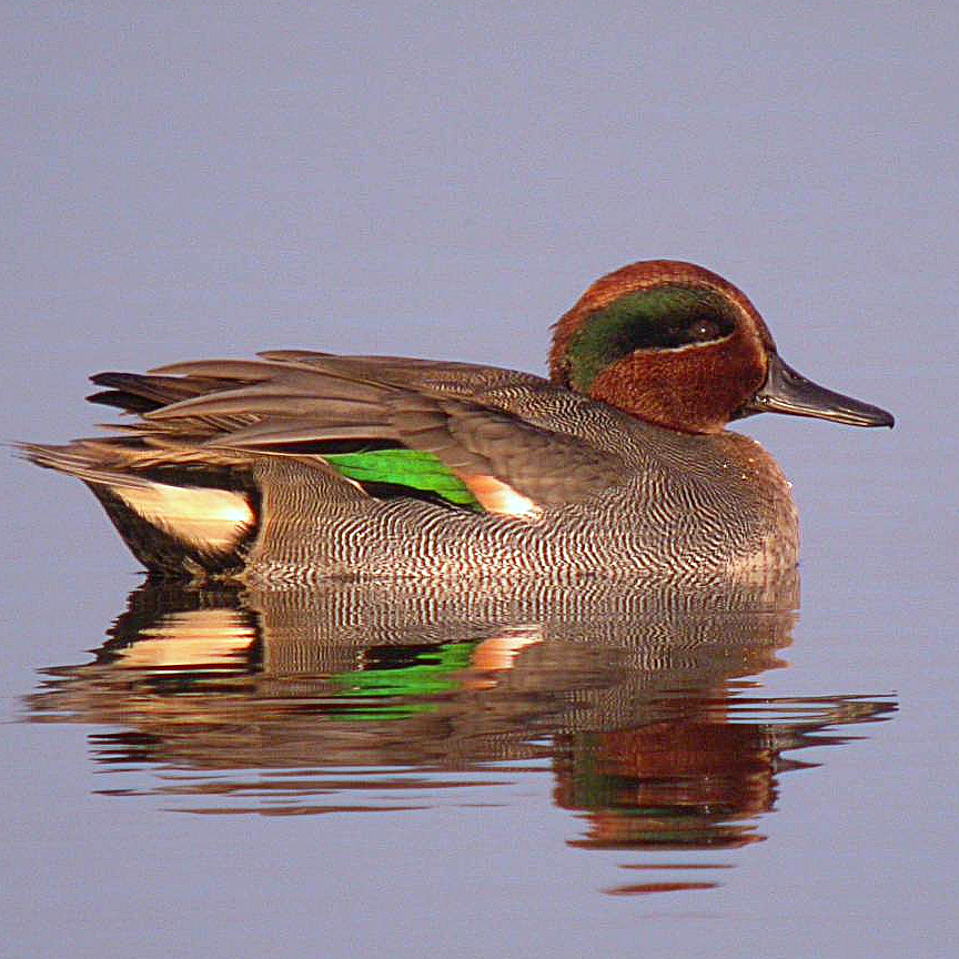 https://cdnfiles1.biolovision.net/www.faune-france.org/userfiles/FauneFrance/FFiconosp/AnacrePhJourdesquare.jpg