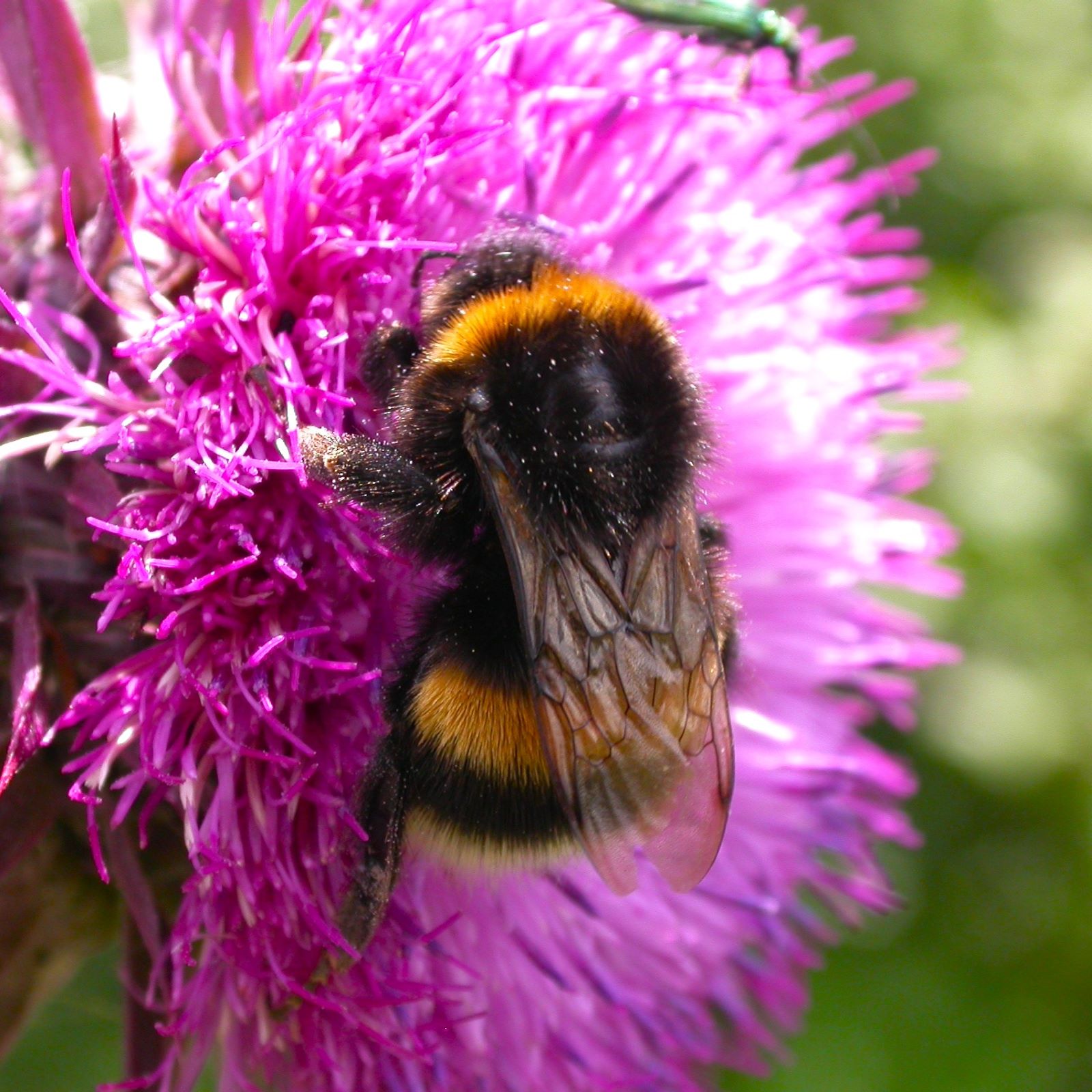 https://cdnfiles1.biolovision.net/www.faune-france.org/userfiles/FauneFrance/FFiconosp/BombusPhJourdesquare.jpg