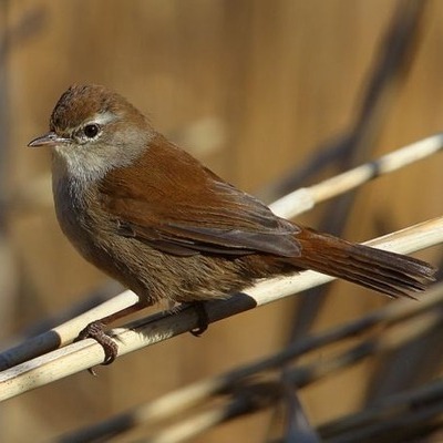 https://cdnfiles1.biolovision.net/www.faune-france.org/userfiles/FauneFrance/FFiconosp/BouscarledeCettiAurlienAudevard400x400.jpg