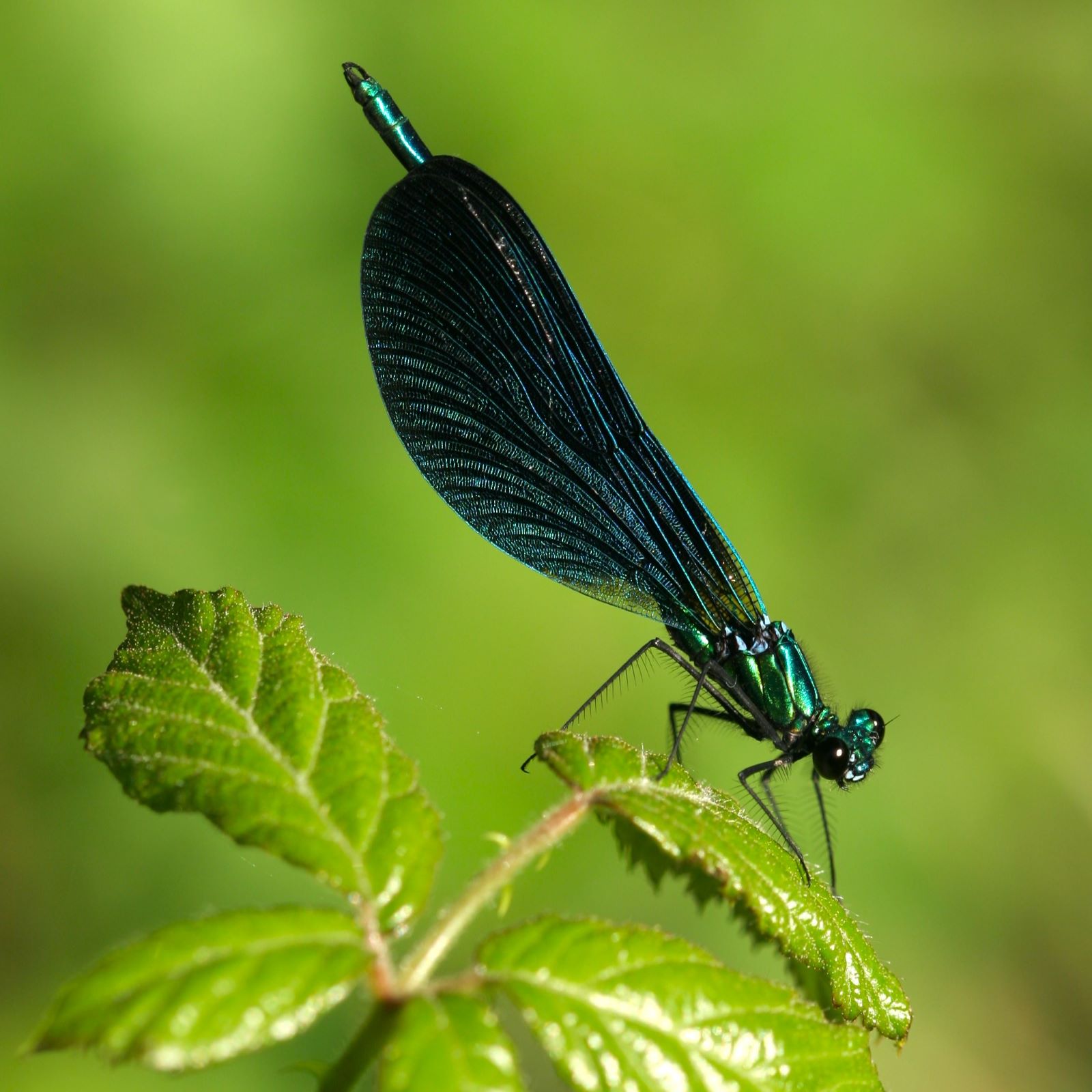https://cdnfiles1.biolovision.net/www.faune-france.org/userfiles/FauneFrance/FFiconosp/CalopterixvirgoPhJourdesquare.jpg