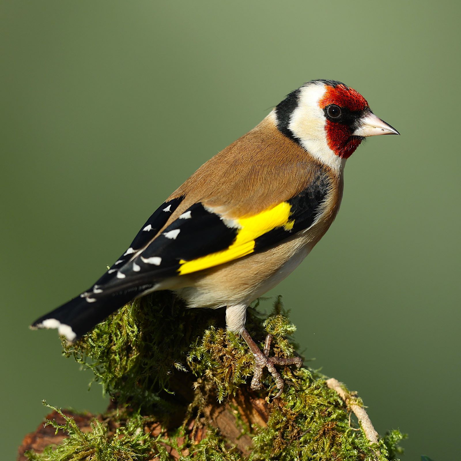 https://cdnfiles1.biolovision.net/www.faune-france.org/userfiles/FauneFrance/FFiconosp/CardueliscardulelisPhJourdelite.JPG