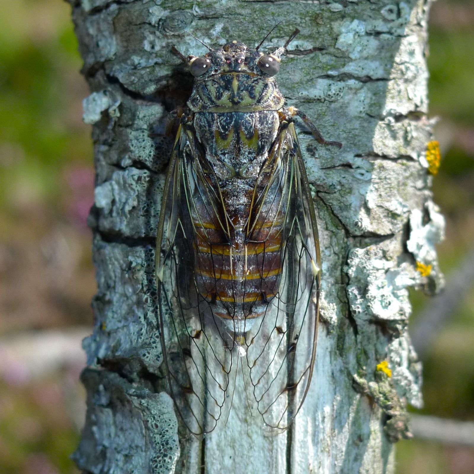 d-termination-des-insectes-www-faune-france