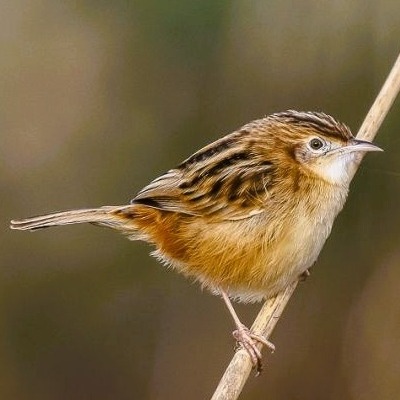 https://cdnfiles1.biolovision.net/www.faune-france.org/userfiles/FauneFrance/FFiconosp/CisticoledesjoncsYvesGeayOK400x400.jpg