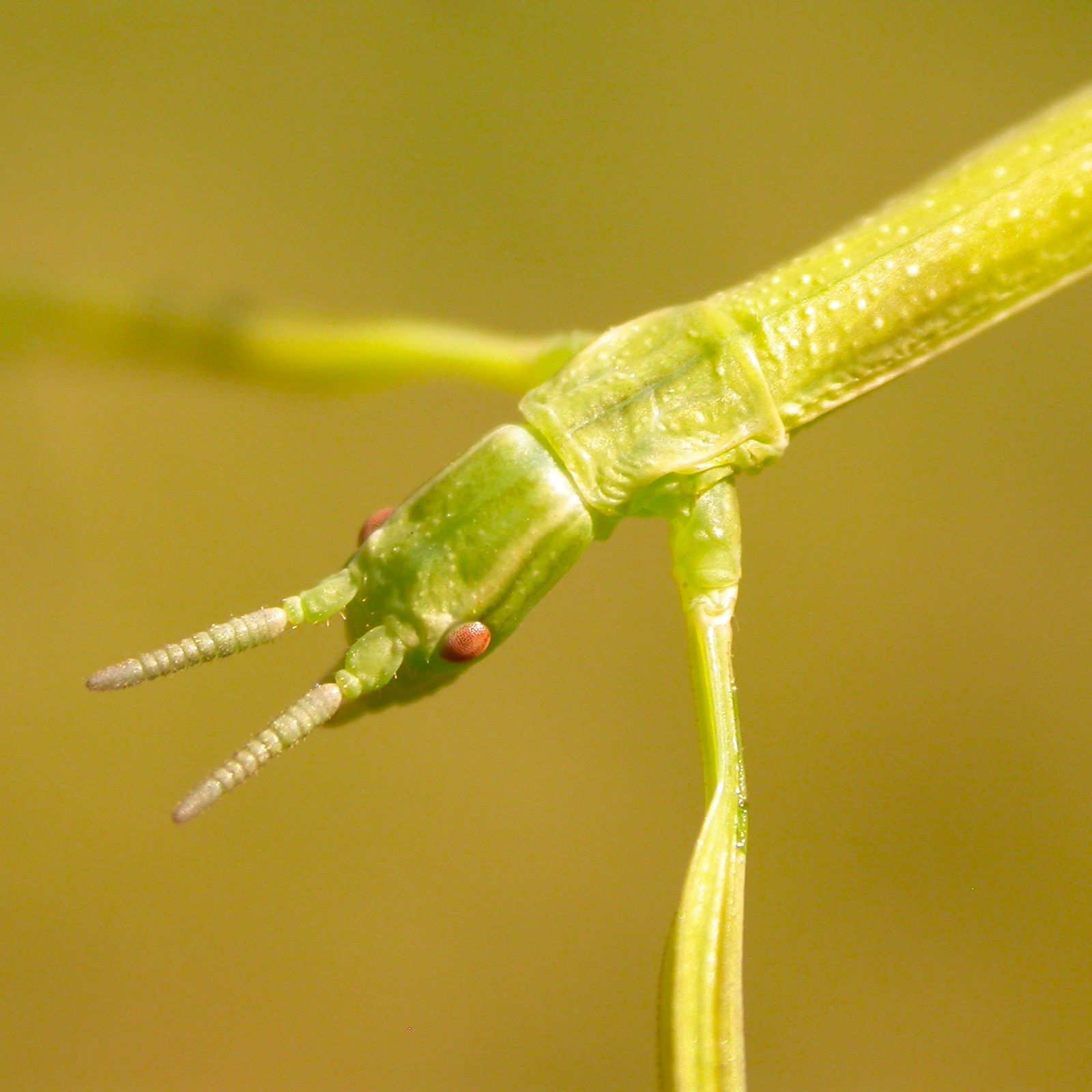 https://cdnfiles1.biolovision.net/www.faune-france.org/userfiles/FauneFrance/FFiconosp/ClonopsisgallicaPhJourdesquare.jpg