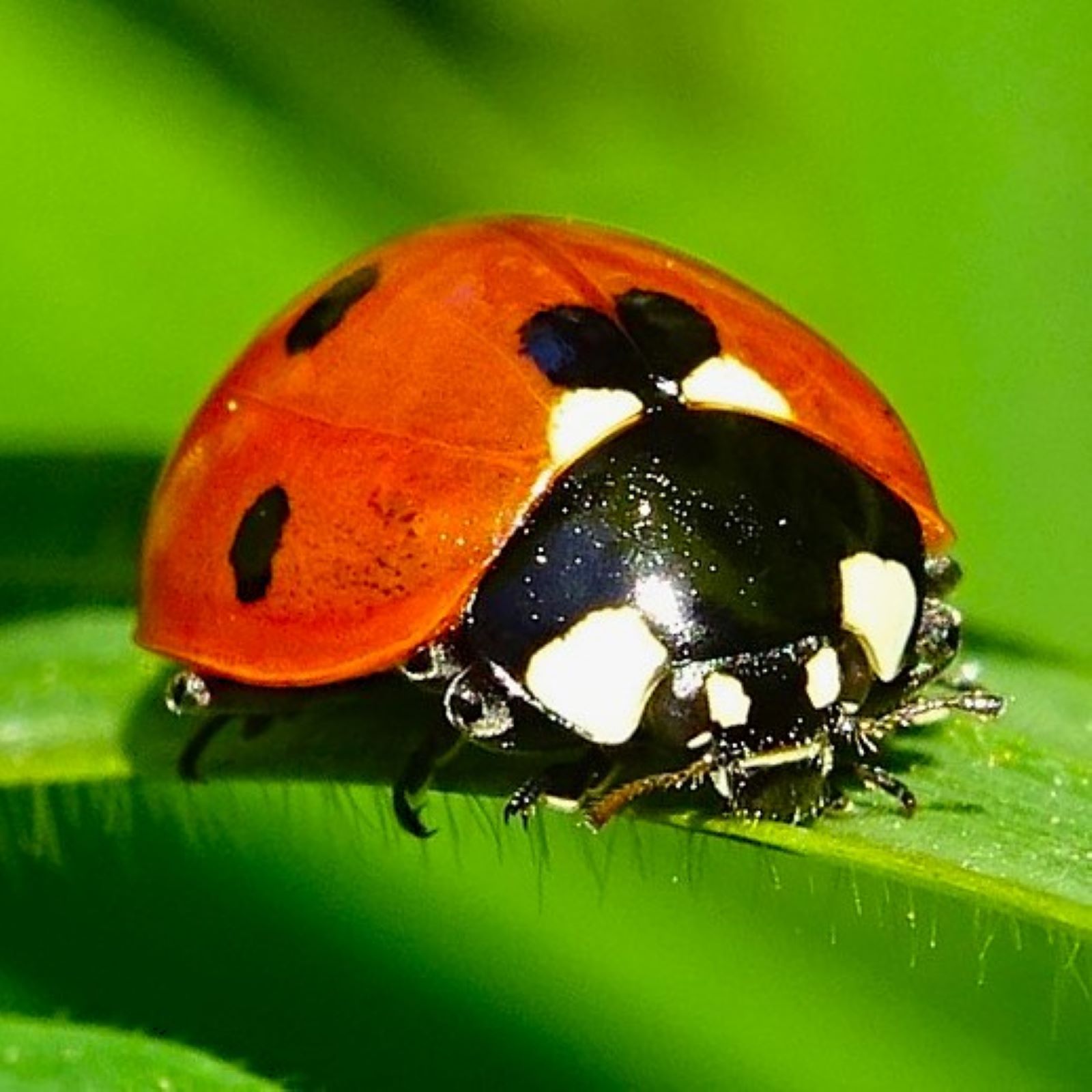 https://cdnfiles1.biolovision.net/www.faune-france.org/userfiles/FauneFrance/FFiconosp/Coccinella7-punctataAndreaDAccuntoOKlite.JPG