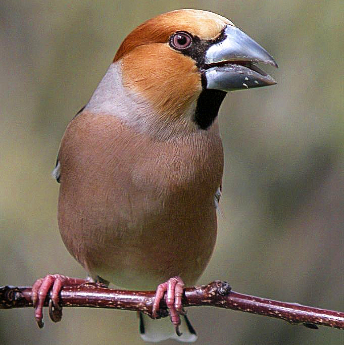 https://cdnfiles1.biolovision.net/www.faune-france.org/userfiles/FauneFrance/FFiconosp/CoccocPhJourdesquare.jpg