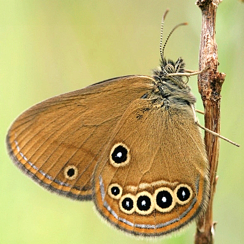 https://cdnfiles1.biolovision.net/www.faune-france.org/userfiles/FauneFrance/FFiconosp/CoeoedPhJourdeSquare.jpg