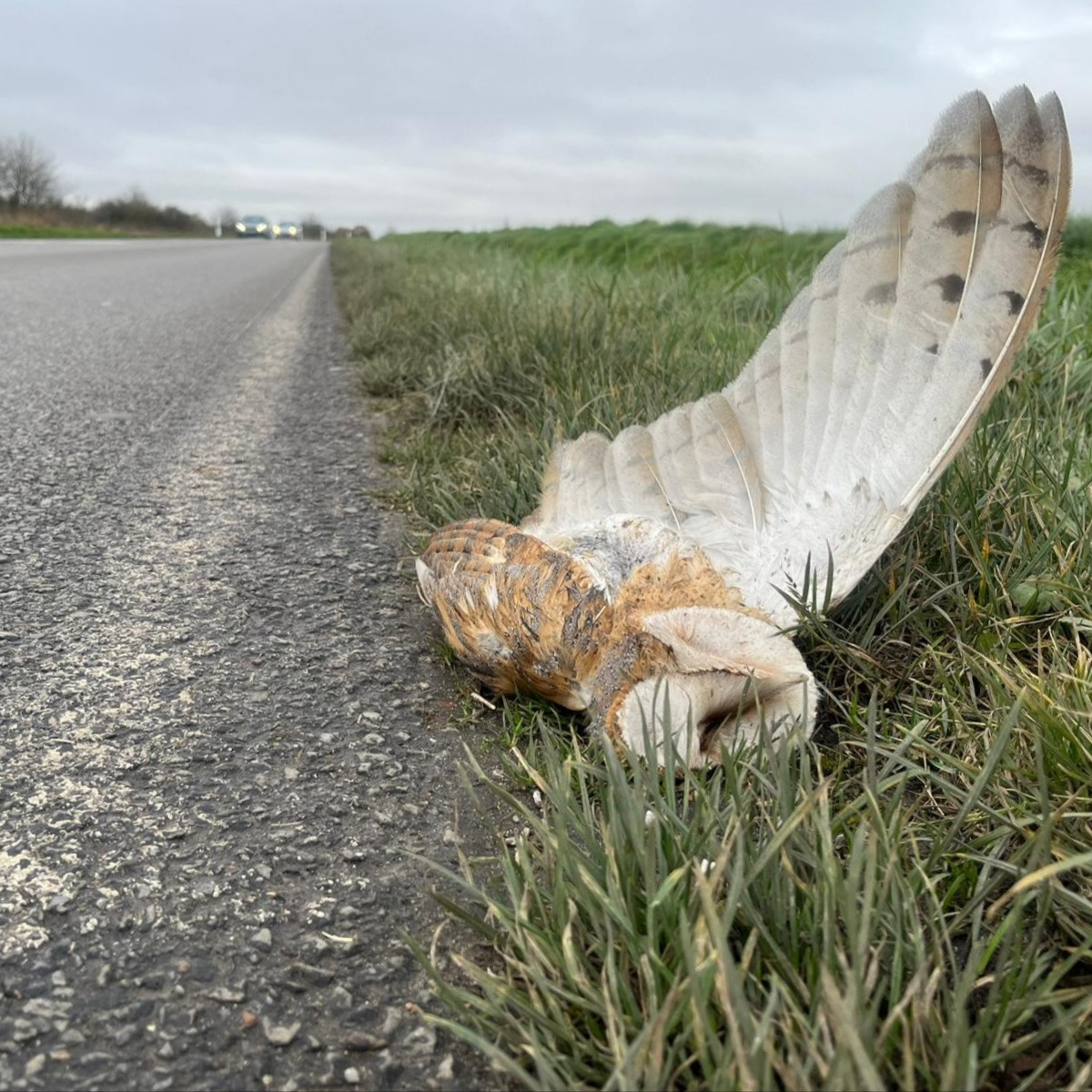 https://cdnfiles1.biolovision.net/www.faune-france.org/userfiles/FauneFrance/FFiconosp/EffraiedesclochersmorteAlexandreHurelcarr.JPG
