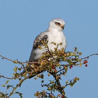 https://cdnfiles1.biolovision.net/www.faune-france.org/userfiles/FauneFrance/FFiconosp/ElanionblancYvesGeay400x400.jpg