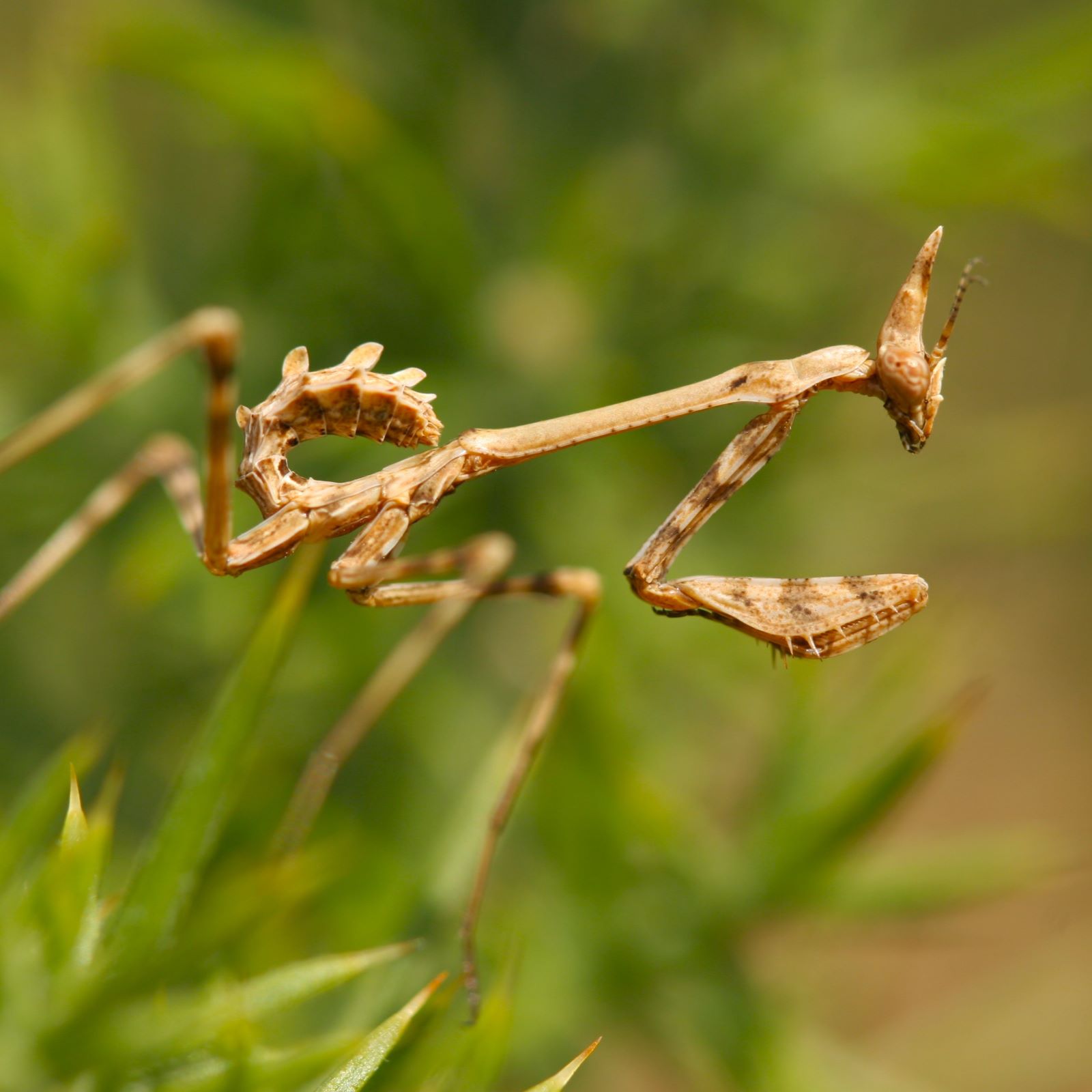 https://cdnfiles1.biolovision.net/www.faune-france.org/userfiles/FauneFrance/FFiconosp/EmpusapennataPhJourdesquare.jpg