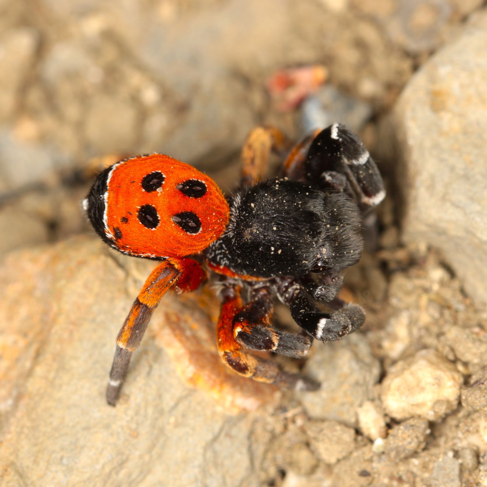 https://cdnfiles1.biolovision.net/www.faune-france.org/userfiles/FauneFrance/FFiconosp/EresuswalckenaeriPhJourdesquare.jpg