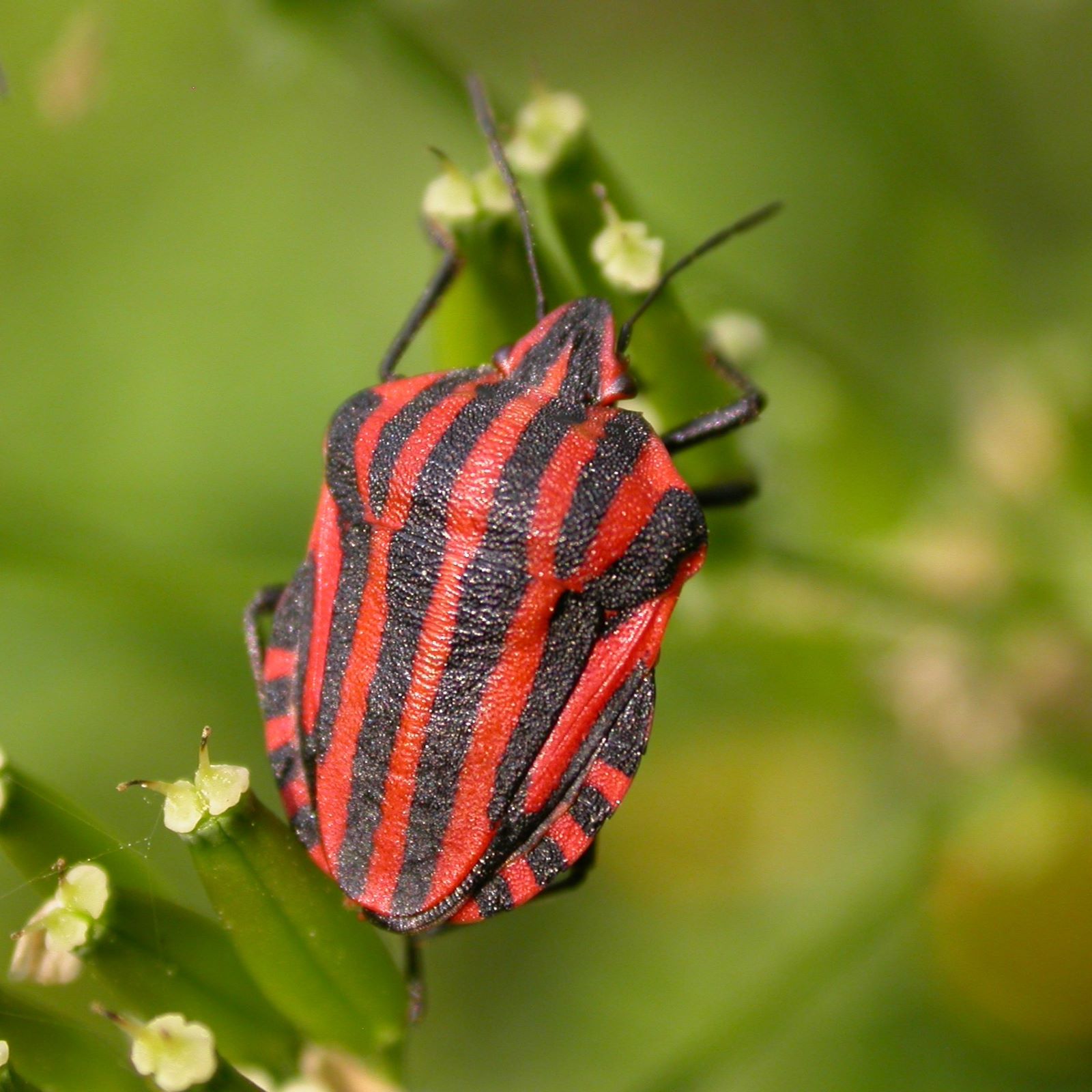 https://cdnfiles1.biolovision.net/www.faune-france.org/userfiles/FauneFrance/FFiconosp/GraphosomaitalicumPhJourdesquare.jpg