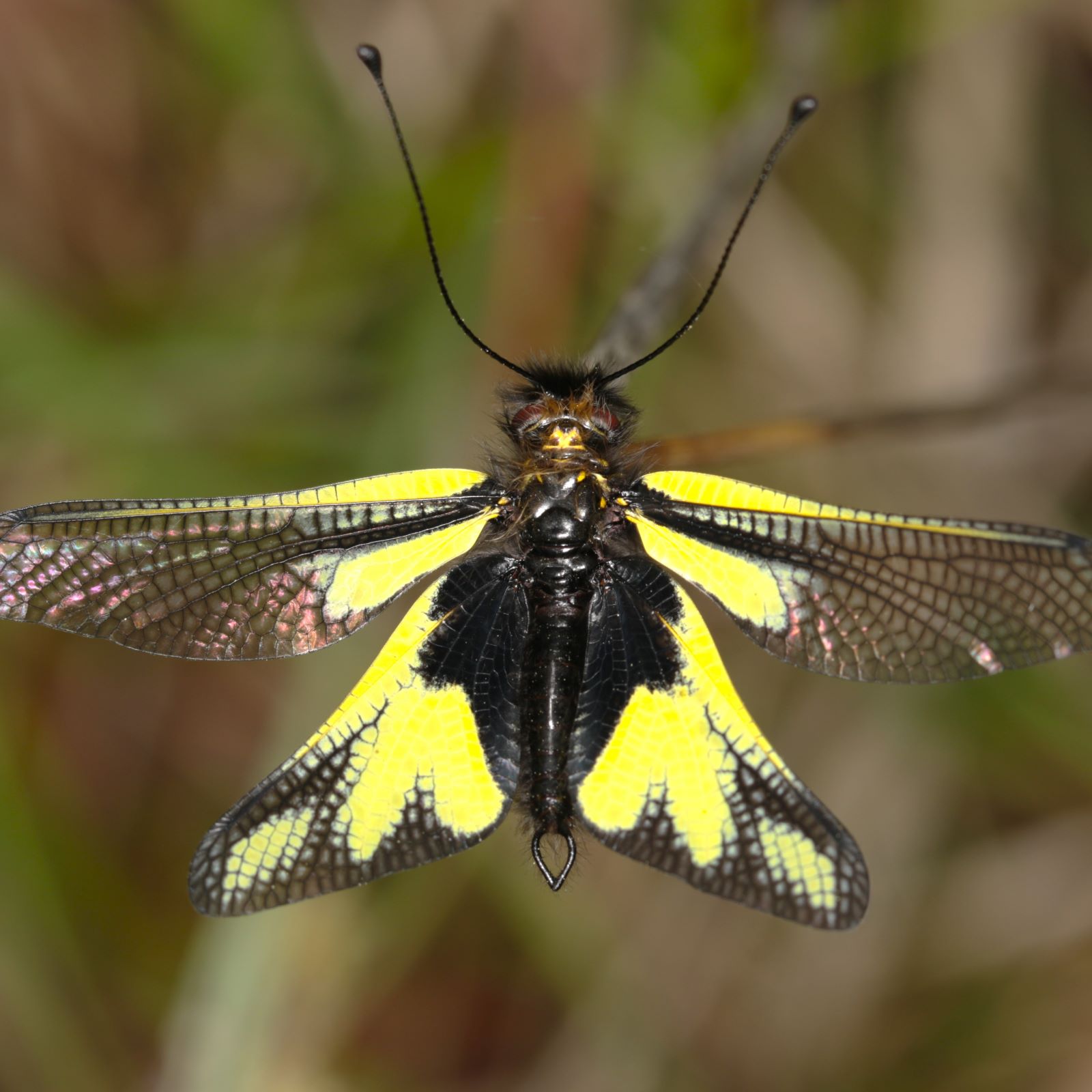 https://cdnfiles1.biolovision.net/www.faune-france.org/userfiles/FauneFrance/FFiconosp/LibelloidescoccajusPhJourdesquare.jpg