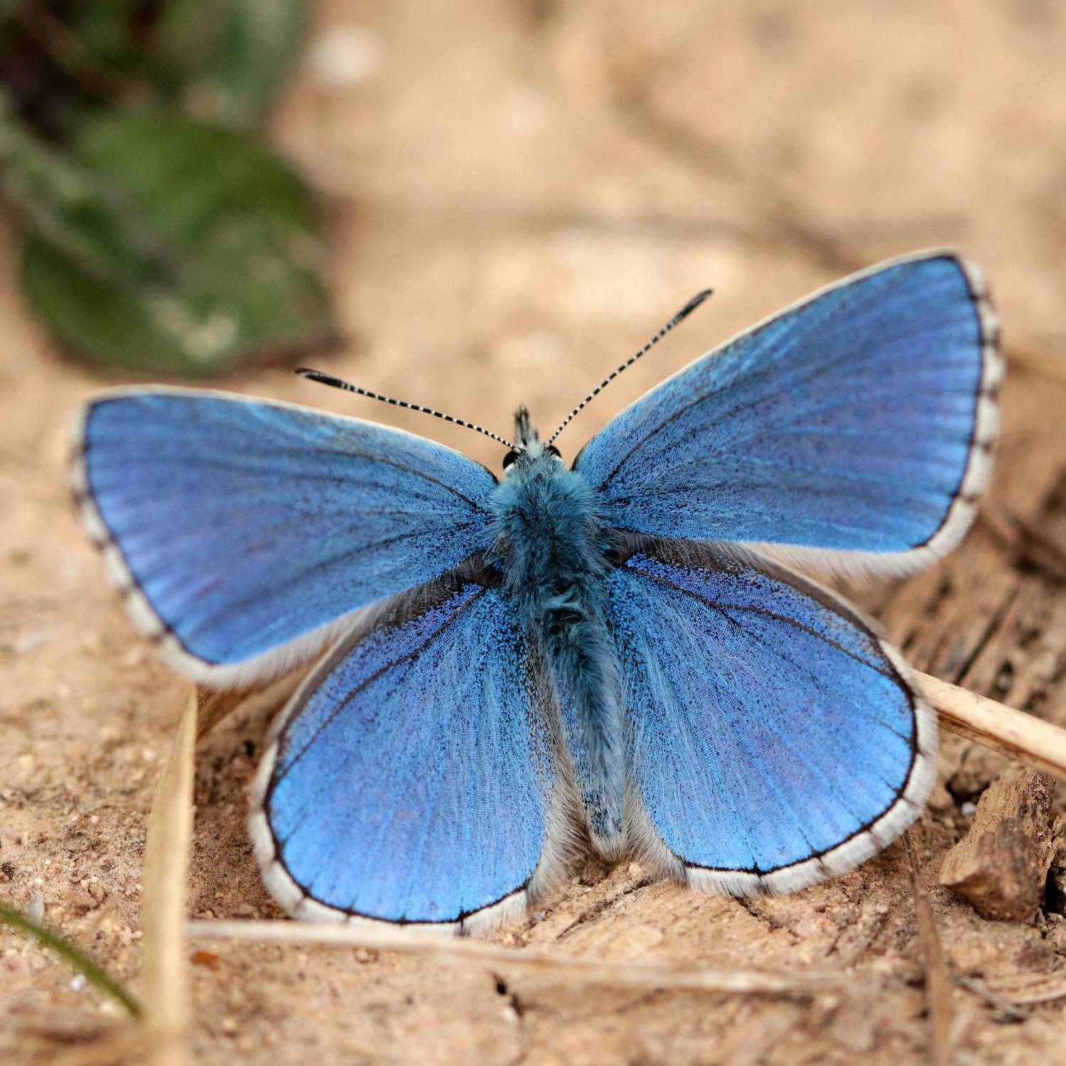 https://cdnfiles1.biolovision.net/www.faune-france.org/userfiles/FauneFrance/FFiconosp/LysandrabellargusPhJourdesquare.jpg