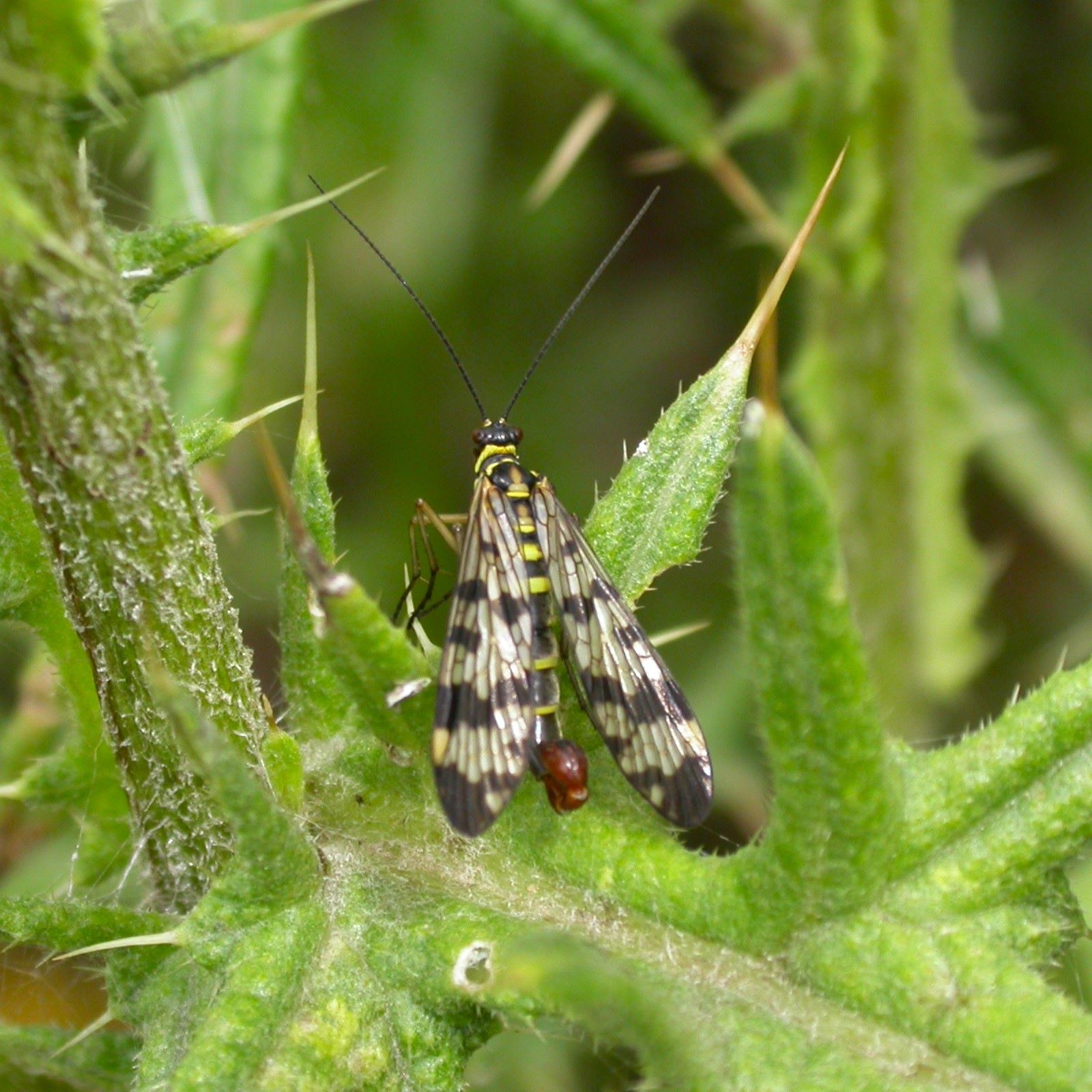 https://cdnfiles1.biolovision.net/www.faune-france.org/userfiles/FauneFrance/FFiconosp/PanorpaPhJourde001square.jpg