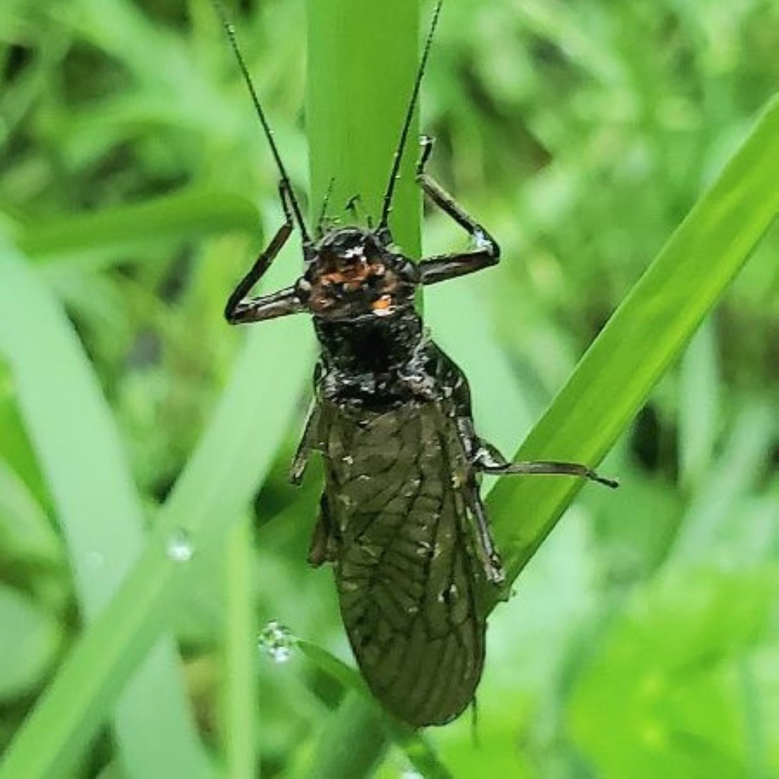 https://cdnfiles1.biolovision.net/www.faune-france.org/userfiles/FauneFrance/FFiconosp/PerlespAlainLehallesquare.jpg