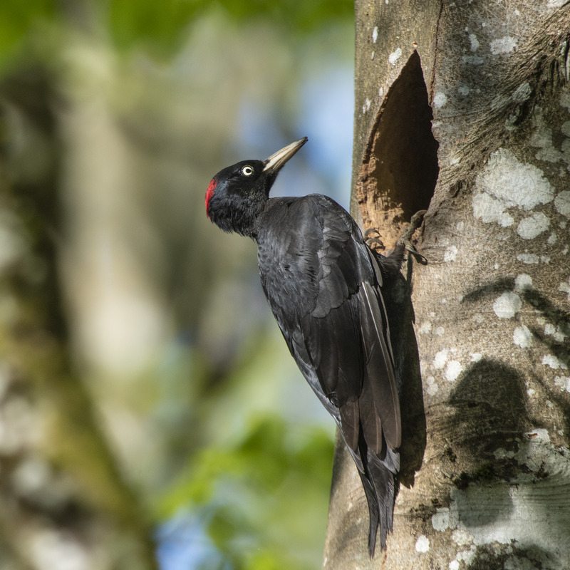 https://cdnfiles1.biolovision.net/www.faune-france.org/userfiles/FauneFrance/FFiconosp/Picnoir-HerveBroguy800x800.jpg