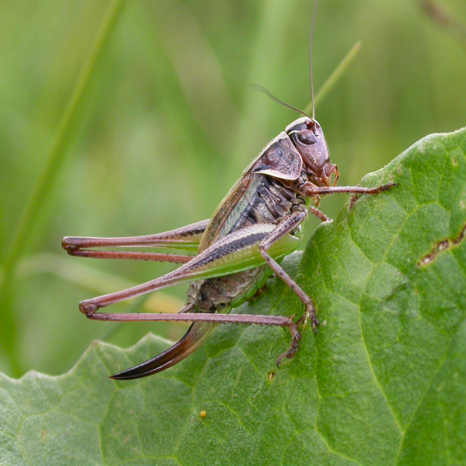 https://cdnfiles1.biolovision.net/www.faune-france.org/userfiles/FauneFrance/FFiconosp/PlatycleisPhJourdesquare.JPG