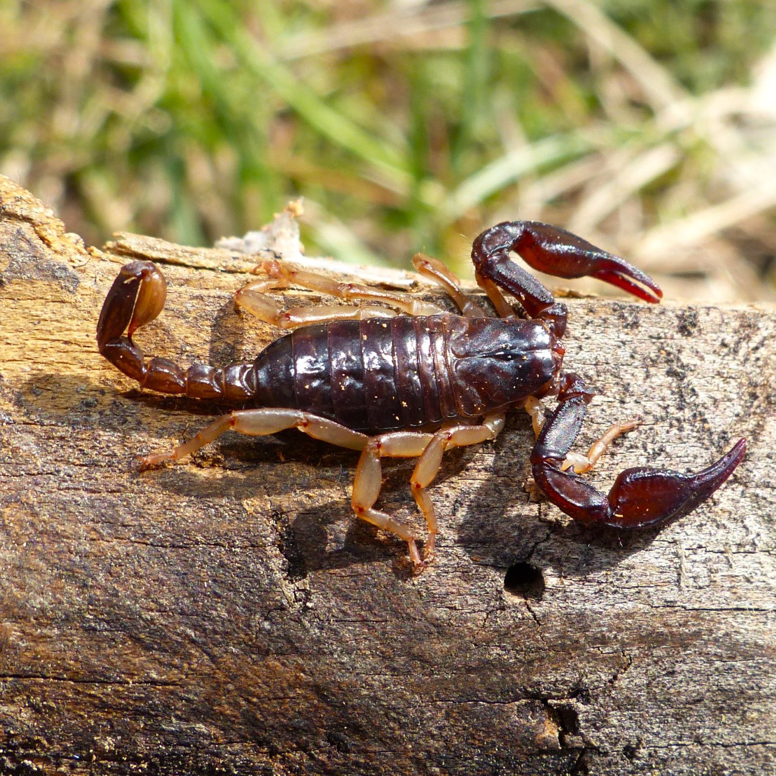 https://cdnfiles1.biolovision.net/www.faune-france.org/userfiles/FauneFrance/FFiconosp/ScorpionPhJourdesquare.jpg