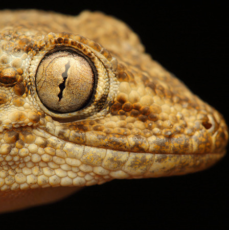 https://cdnfiles1.biolovision.net/www.faune-france.org/userfiles/FauneFrance/FFiconosp/TarentedeMaurtanieGIF20250709.gif